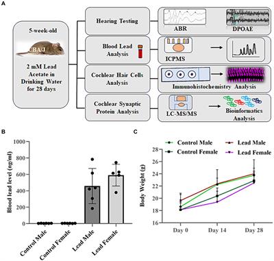 Unraveling the molecular landscape of lead-induced cochlear synaptopathy: a quantitative proteomics analysis